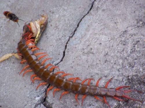 娱乐吃瓜酱的作品鼠体蜈蚣,娱乐吃瓜酱的惊悚奇幻之作